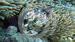 Porcelain crab in anemone coral reefs of indonesia