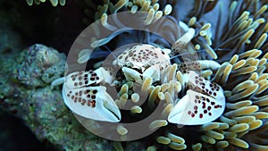 Porcelain crab in anemone coral reefs of indonesia