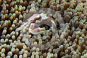 Porcelain crab and clown fish inside anemone