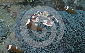 Porcelain Crab Cohabits with Clown Fishes in Sea Anemone off Padre Burgos, Leyte, Philippines