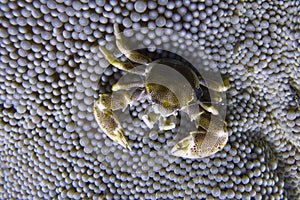 Porcelain Crab Cohabits in Sea Anemone off Padre Burgos, Leyte, Philippines