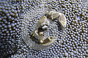 Porcelain Crab Cohabits in Sea Anemone off Padre Burgos, Leyte, Philippines