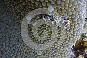 Porcelain Crab Cohabits in Sea Anemone off Padre Burgos, Leyte, Philippines