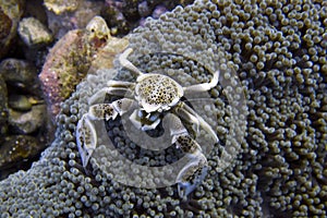 Porcelain Crab Cohabits in Sea Anemone off Padre Burgos, Leyte, Philippines