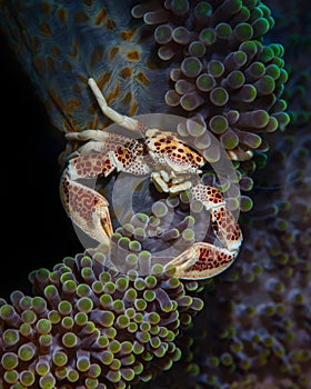 Porcelain Crab