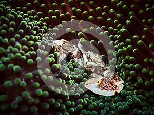Porcelain crab in its anemone