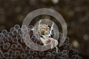 Porcelain crab Neopetrolishes oshimai