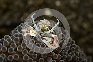 Porcelain crab Neopetrolishes oshimai