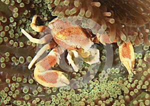 Porcelain crab