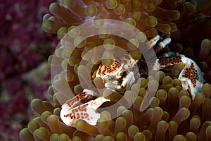 Porcelain Crab, Phillipines