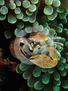 Closeup and macro shot of Procelain crab in underwater world diving in Sabah, Borneo. photo
