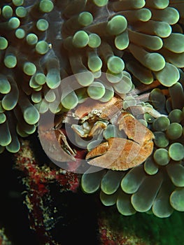Closeup and macro shot of Procelain crab in underwater world diving in Sabah, Borneo. photo