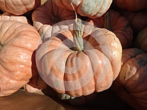 Porcelain doll pumpkin, Cucurbita maxima