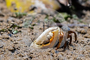 Porcelain Fiddler Crab