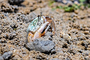 Porcelain Fiddler Crab