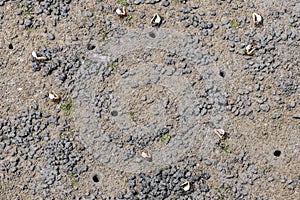 Porcelain Fiddler Crabs