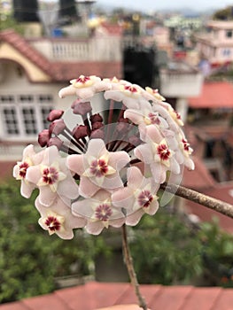 Porcelain flower, Honey plant, wax plant