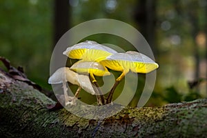 An porcelain fungus