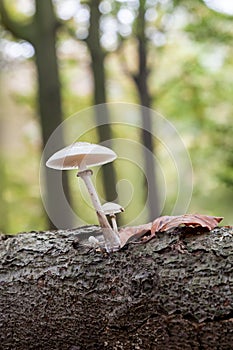 An porcelain fungus