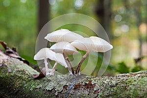An porcelain fungus