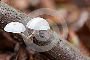 An porcelain fungus