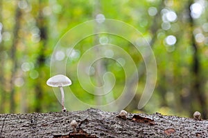 An porcelain fungus