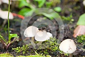Porcelain fungus, or beech tuft