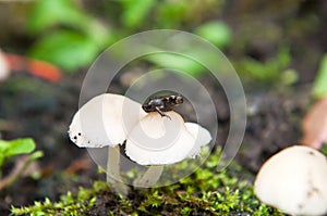 Porcelain fungus, or beech tuft