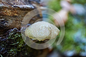 Porcelain fungus on dead tree