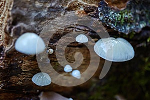 Porcelain fungus on dead tree