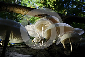 Porcelain Fungus on dead wood