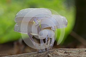 Porcelain Fungus growing on dead wood