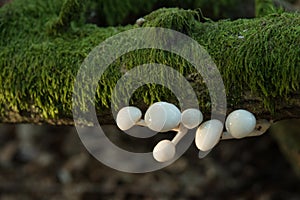 Porcelain fungus growing on a fallen branch