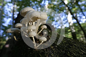 Porcelain Fungus - macro shot