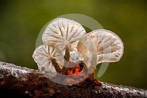 Porcelain fungus mushroom on a log