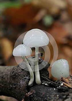 Porcelain Fungus - Oudemansiella mucida