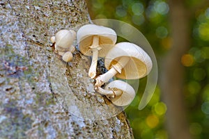 Porcelain fungus or Oudemansiella mucida