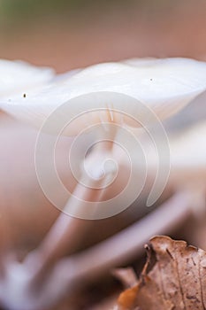 Porcelain fungus (Oudemansiella mucida)