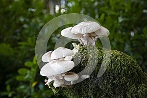 Porcelain fungus (Oudemansiella mucida)  fruiting bodies on dead wood  natural background
