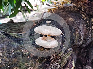 Porcelain fungus & x28;Oudemansiella mucida& x29;, fruiting bodies on dead wood, natural background