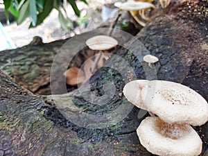 Porcelain fungus & x28;Oudemansiella mucida& x29;, fruiting bodies on dead wood, natural background
