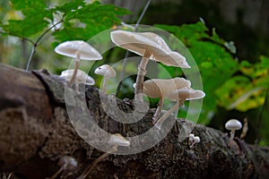 Porcelain fungus to beech wood, it appears in autumn on dead tree like trunks and fallen branches