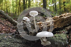 Porcelain fungus on trun of beech