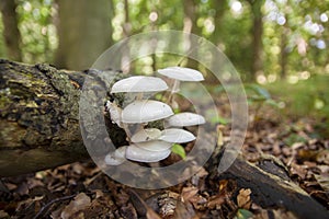 Porcelain mushrooms