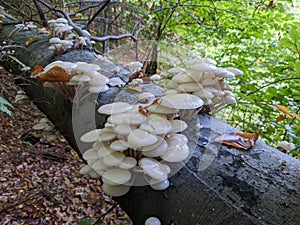 porcelain mushrooms Oudemansiella mucida on a oak log in a forest in autumn