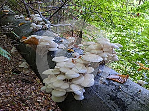 porcelain mushrooms Oudemansiella mucida on a oak log in a forest in autumn