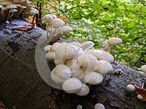 porcelain mushrooms Oudemansiella mucida on a oak log in a forest in autumn