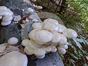 porcelain mushrooms Oudemansiella mucida on a oak log in a forest in autumn