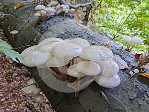 porcelain mushrooms Oudemansiella mucida on a oak log in a forest in autumn