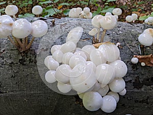 porcelain mushrooms Oudemansiella mucida on a oak log in a forest in autumn